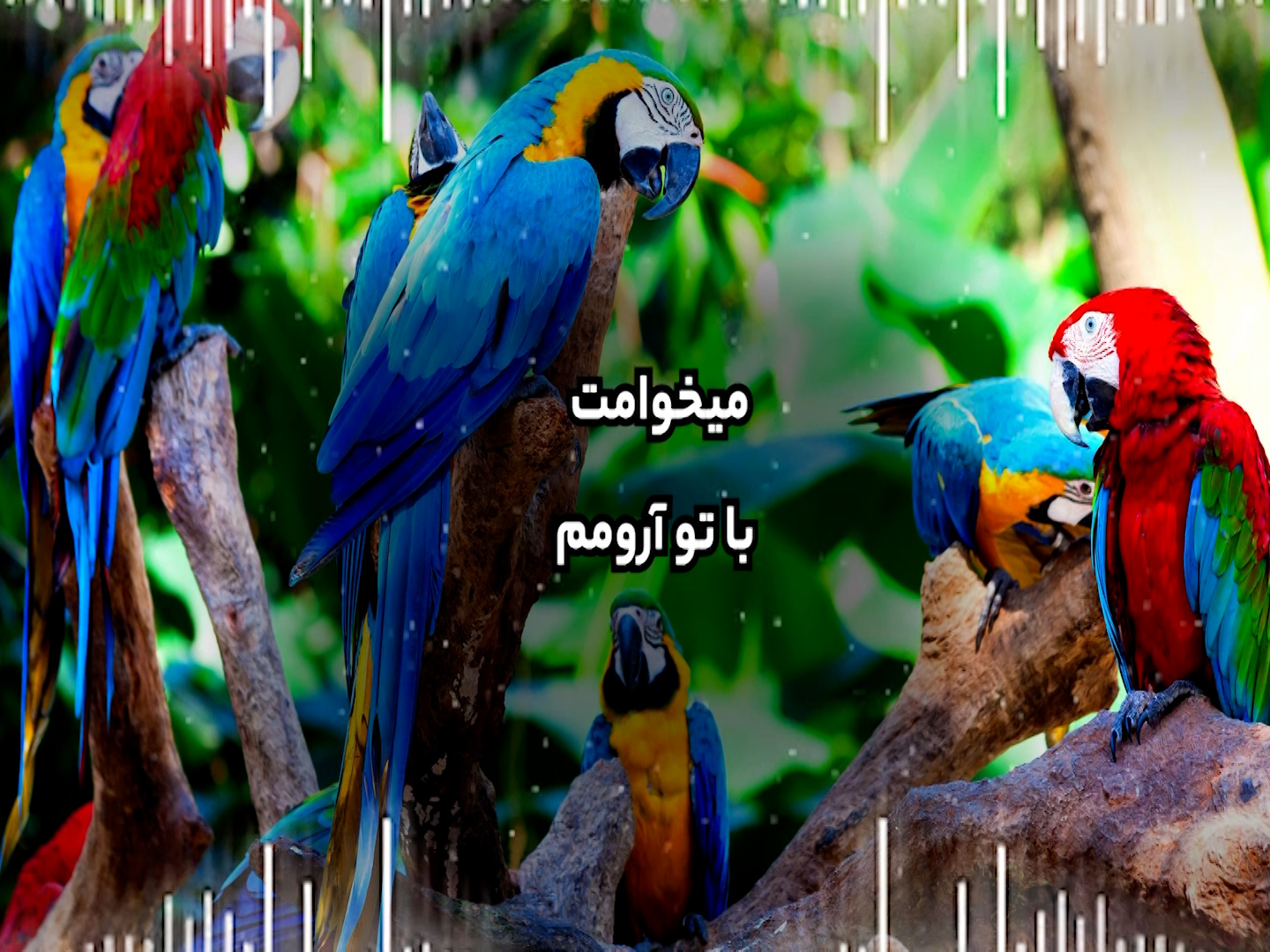 آویشن-حسین حقیقی.mp4.00_00_49_14.Still001